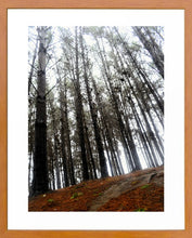 Cargar imagen en el visor de la galería, Cuadro Bosque 1
