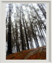 Cargar imagen en el visor de la galería, Cuadro Bosque 1
