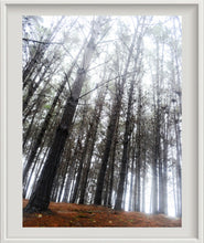 Cargar imagen en el visor de la galería, Cuadro Bosque 2
