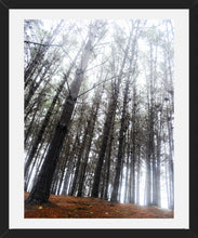 Cargar imagen en el visor de la galería, Cuadro Bosque 2
