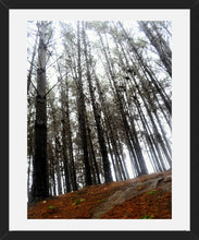 Cargar imagen en el visor de la galería, Cuadro Bosque 1
