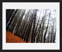 Cargar imagen en el visor de la galería, Cuadro Bosque 3
