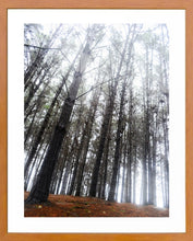 Cargar imagen en el visor de la galería, Cuadro Bosque 2
