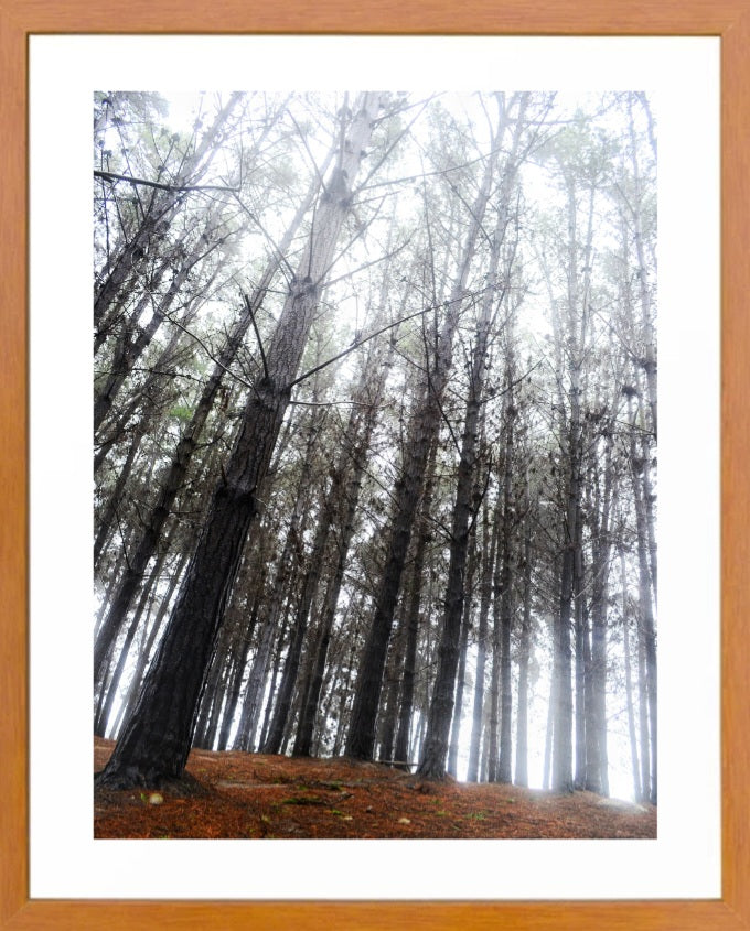 Cuadro Bosque 2