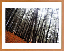 Cargar imagen en el visor de la galería, Cuadro Bosque 3
