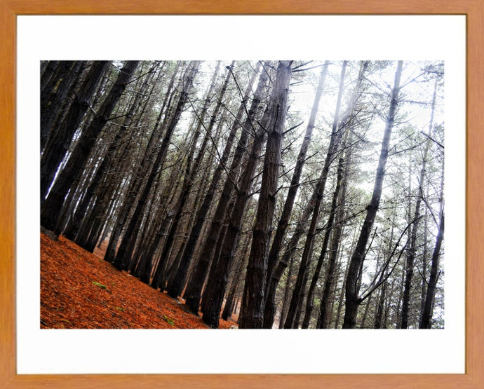 Cuadro Bosque 3