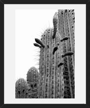 Cargar imagen en el visor de la galería, Cactus 2
