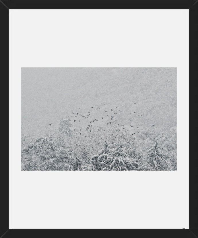 Tordos en la nieve