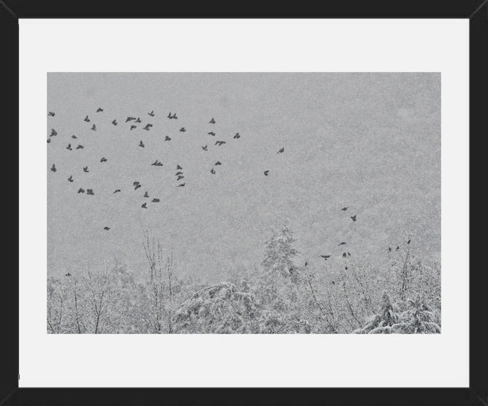 Tordos en la nieve 2
