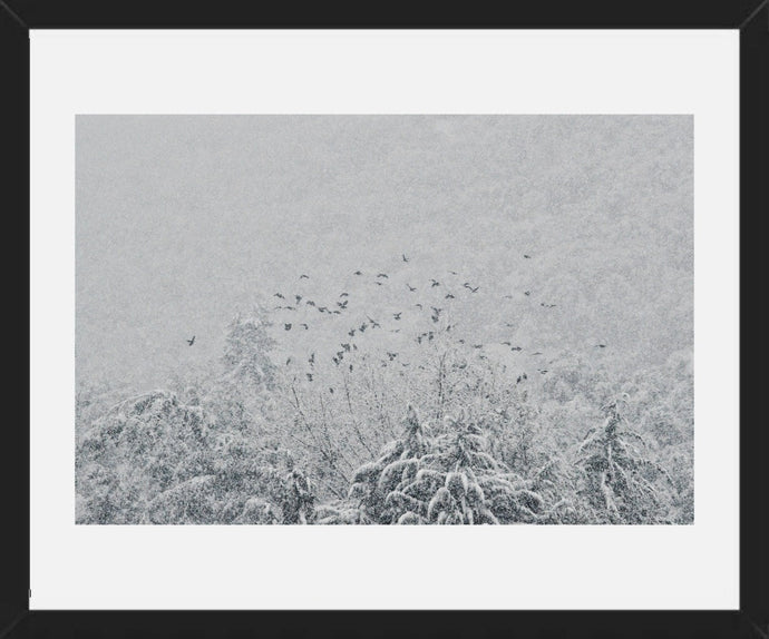 Tordos en la nieve 3