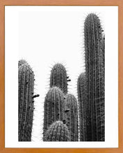 Cargar imagen en el visor de la galería, Cactus 1
