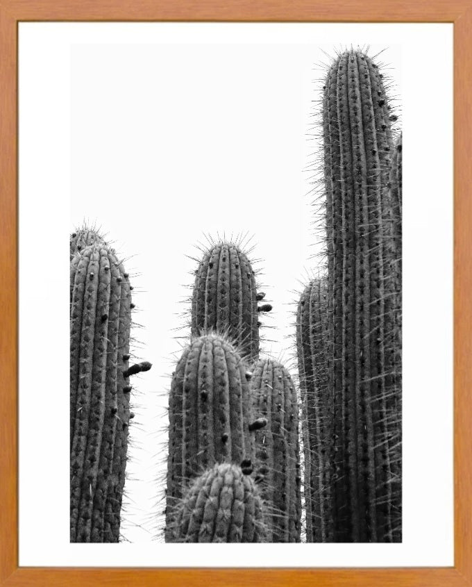 Cactus 1