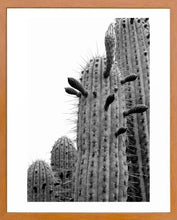 Cargar imagen en el visor de la galería, Cactus 2
