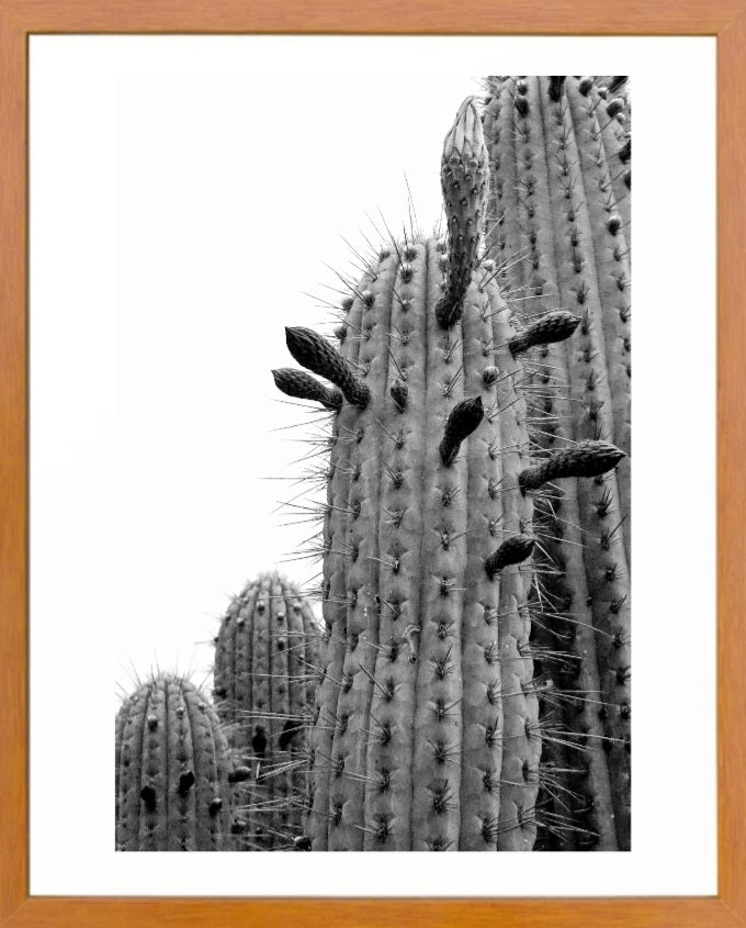 Cactus 2