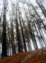 Cargar imagen en el visor de la galería, Cuadro Bosque 1
